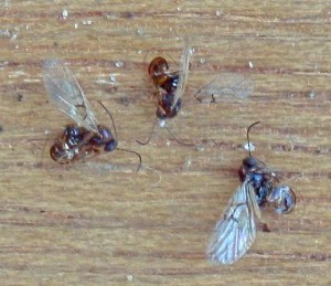 Gall Wasps