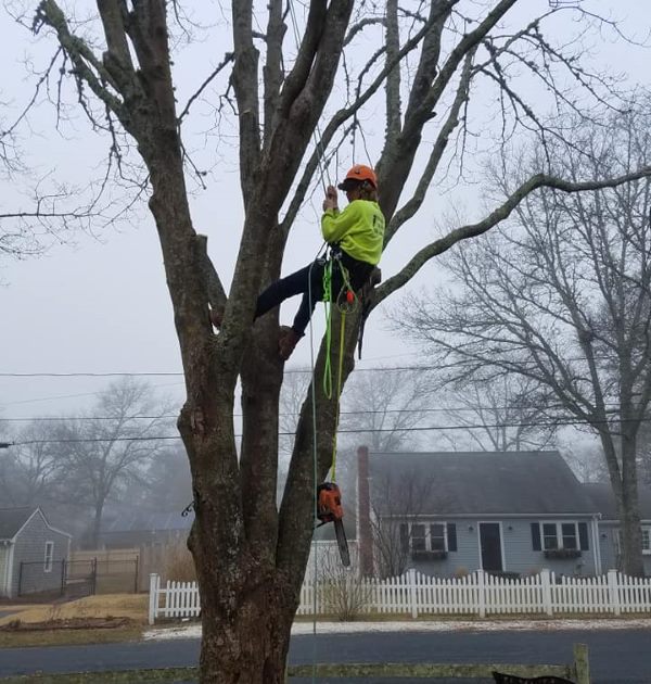 Tree Pruning | Cape Cod Tree Service